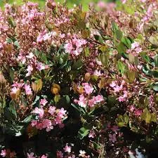 Rhaphiolepis Indica 'Pink Dancer'
