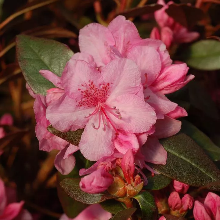Rhododendron 'Aglo Rhododendron'- Aglo Rhododendron
