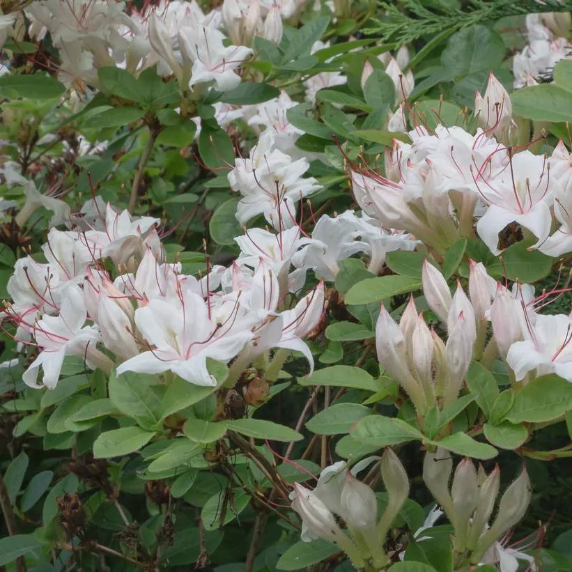 Rhododendron arborescens- Sweet Azalea