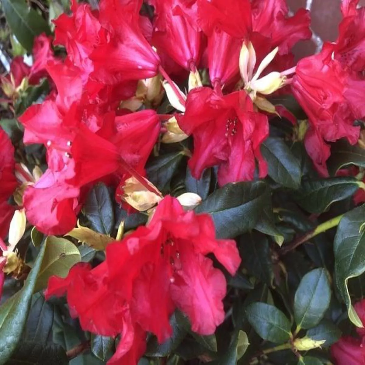 Rhododendron Baden BadenDwarf Rhododendron