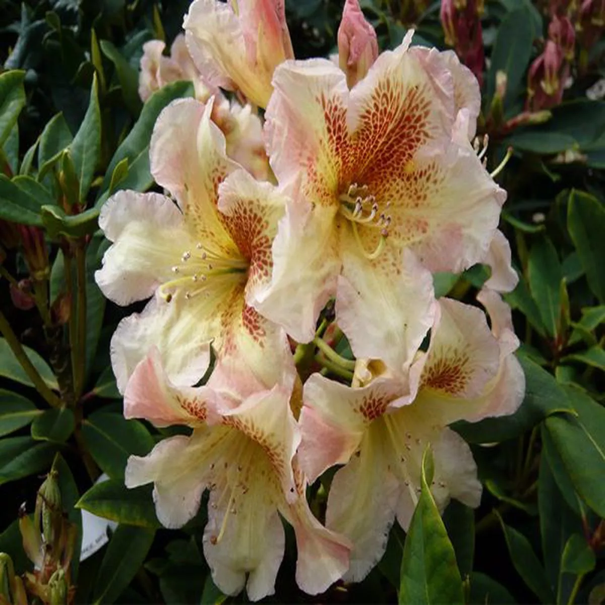 Rhododendron BernsteinLarge Flowered Evergreen Hybrids