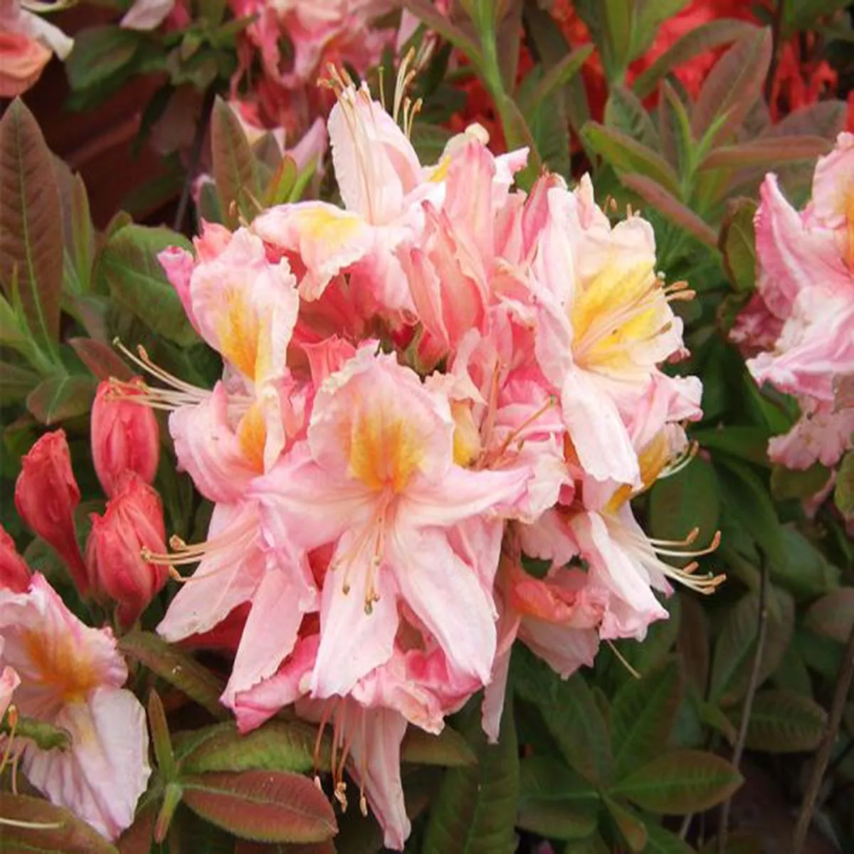 Rhododendron Berryrose (10 Litre)Deciduous Azalea