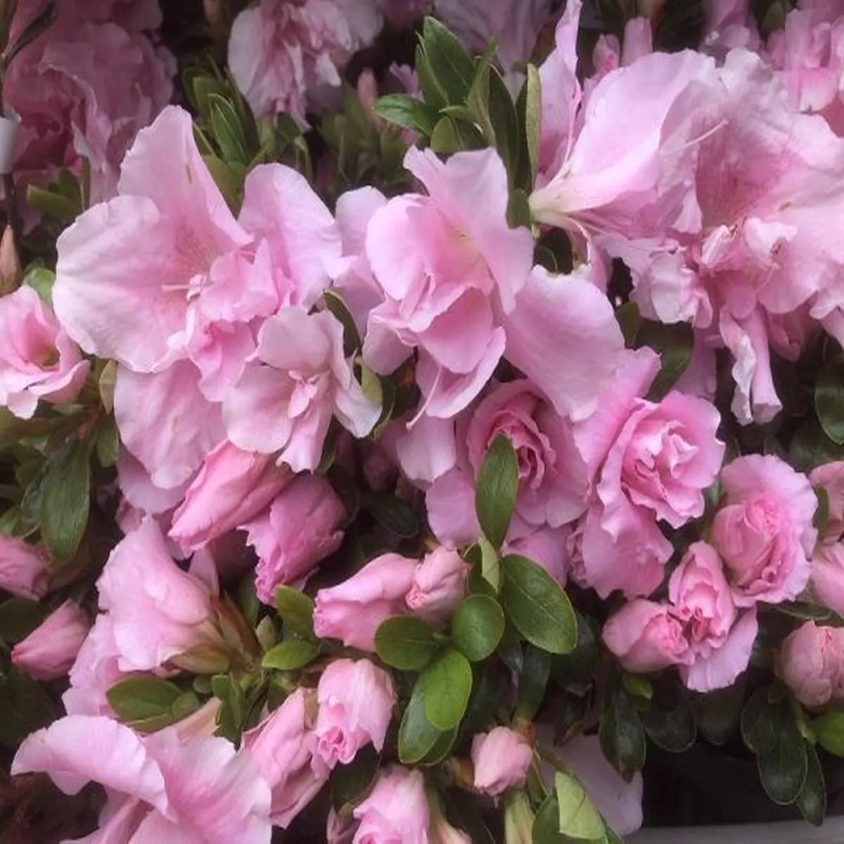 Rhododendron Betty Ann Voss (5 Litre)Evergreen Japanese Azalea