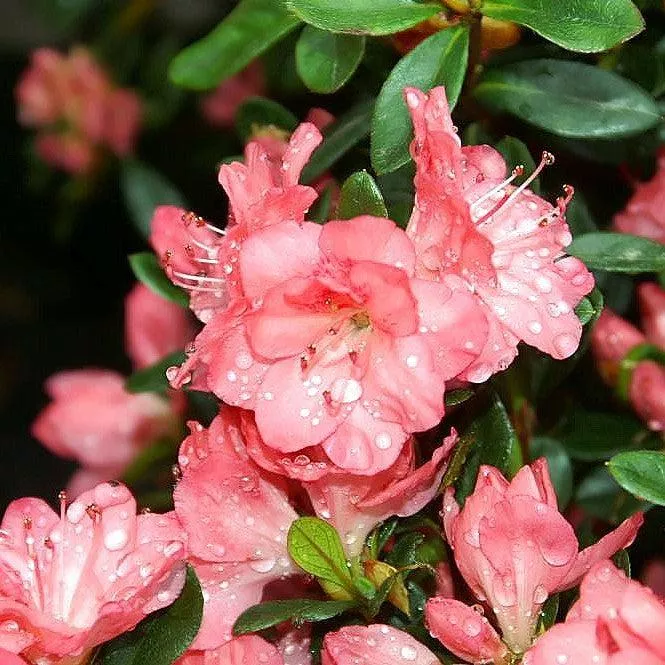 Rhododendron 'Blaauw's Pink'- Blaauw's Pink Azalea