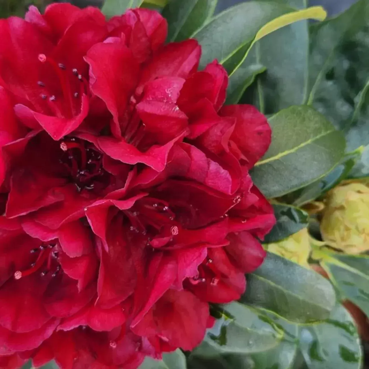 Rhododendron 'Blood Moon'- Blood Moon Rhododendron