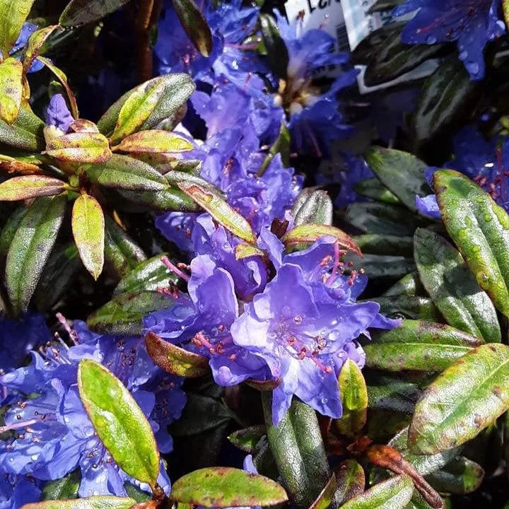 Rhododendron 'Blue Baron'- Blue Baron Rhododendron