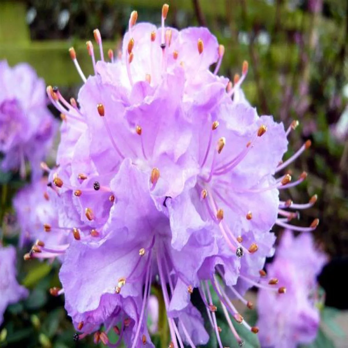 Rhododendron Blue DiamondDwarf Evergreen Hybrids and Species
