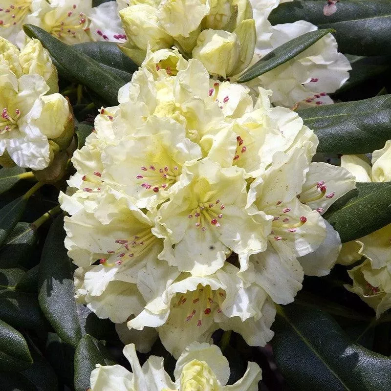 Rhododendron 'Capistrano'- Capistrano Rhododendron