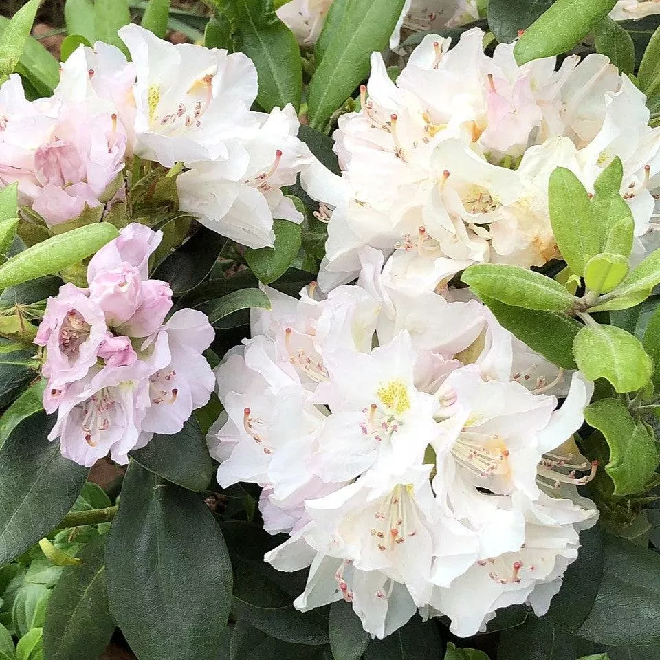 Rhododendron catawbiense 'Album'- White Catawba Rhododendron
