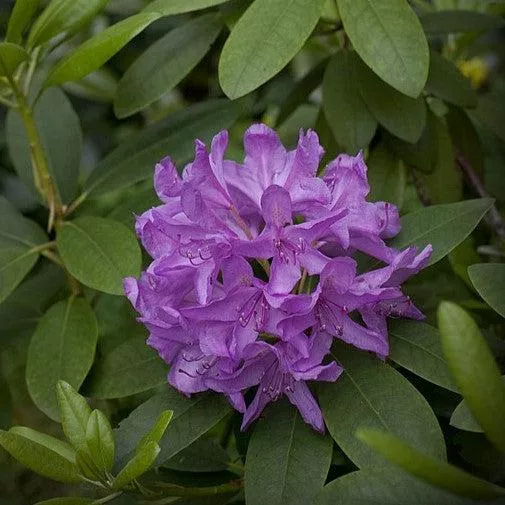 Rhododendron catawbiense 'Boursault'- Boursault Catawba Rhododendron