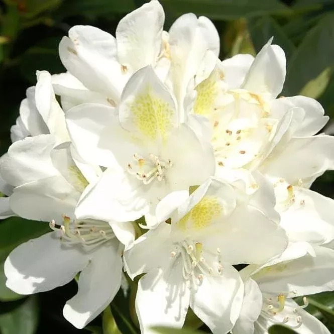 Rhododendron catawbiense 'Chionoides'- Chionoides Rhododendron