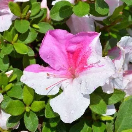 Rhododendron ‘Conlep’- Encore Autumn Twist™ Azalea