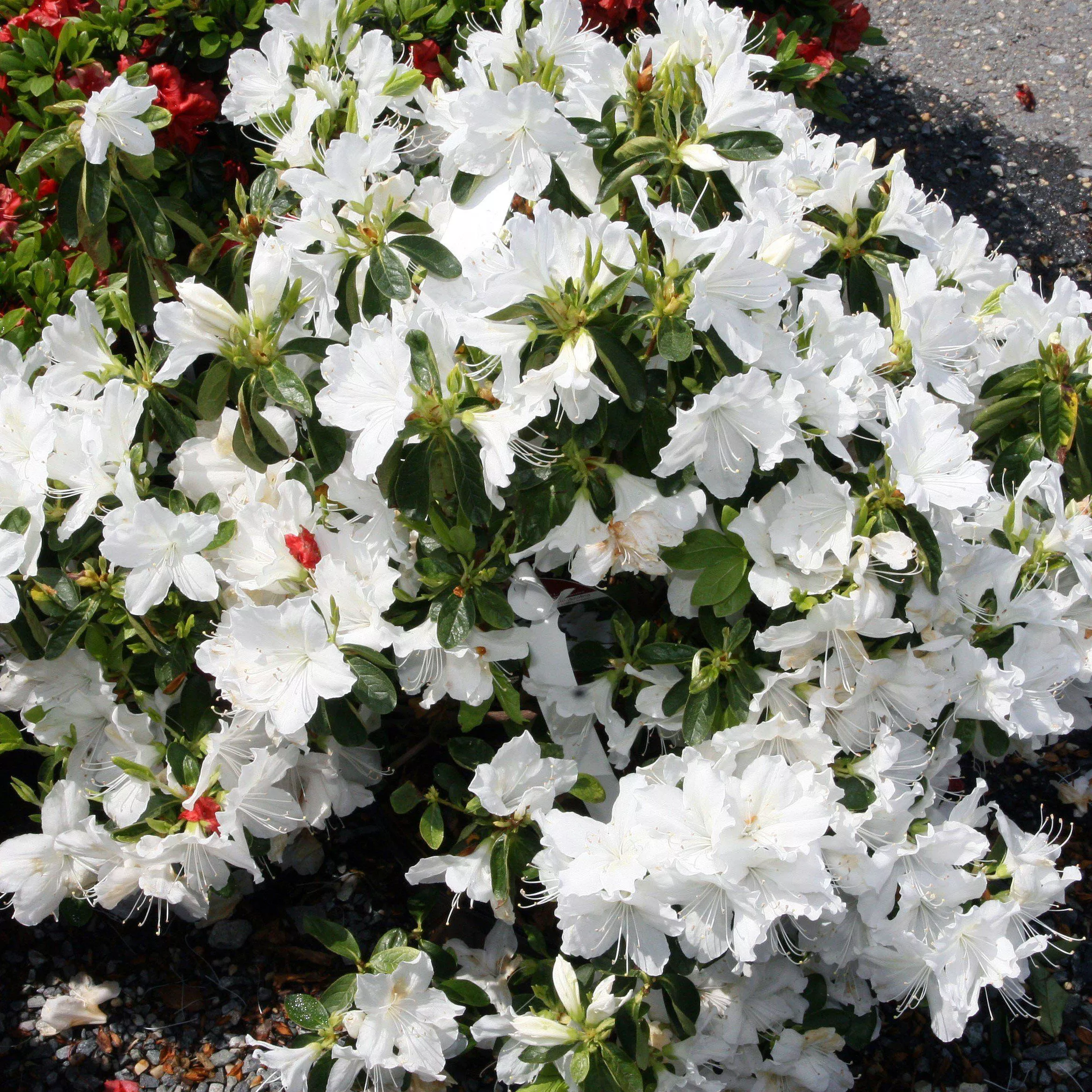 Rhododendron 'Delaware Valley White'- Delaware Valley White Azalea