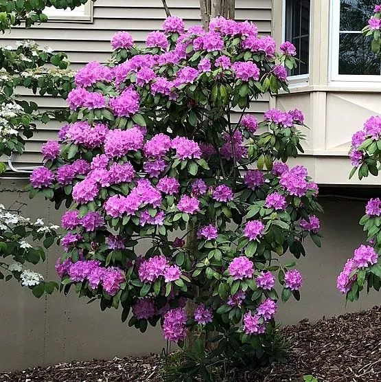 Rhododendron 'English Roseum'- English Roseum Rhododendron