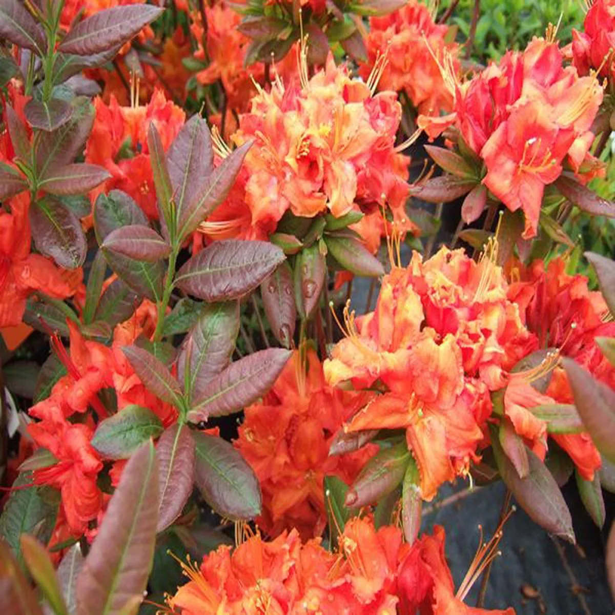 Rhododendron FireballDeciduous Azalea