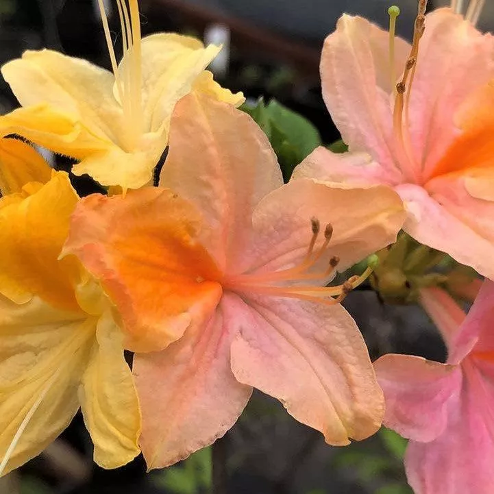 Rhododendron 'Garden Rainbow’- Garden Rainbow Azalea