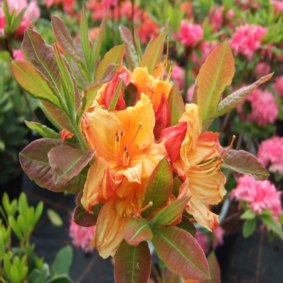 Rhododendron Glowing EmbersDeciduous Azalea