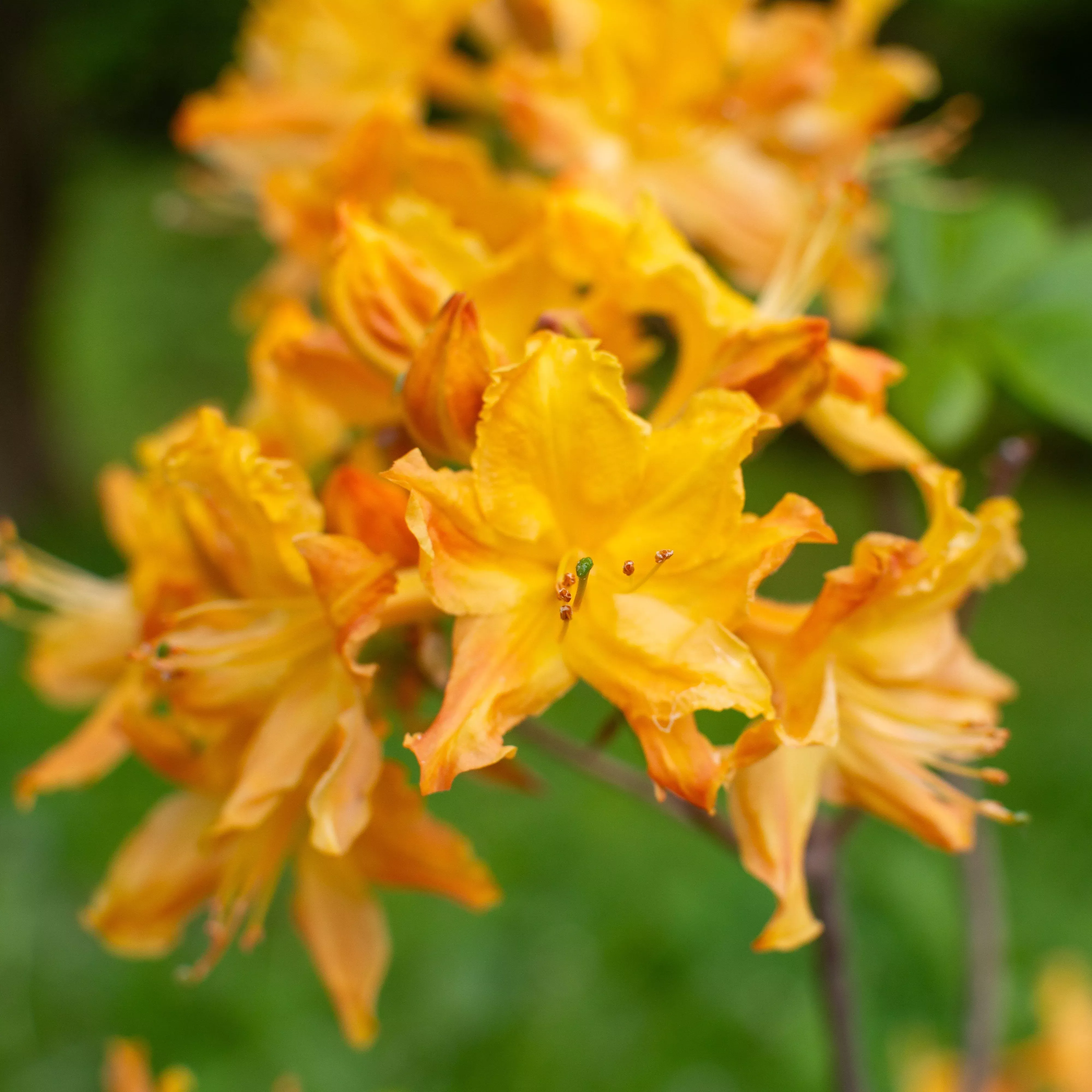 Rhododendron 'Golden Lights'- Golden Lights Azalea