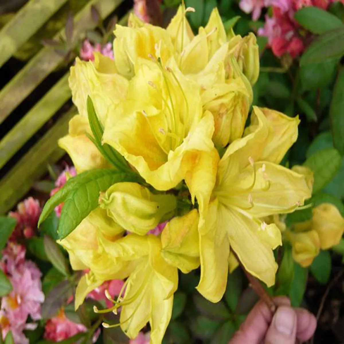Rhododendron Golden SunsetDeciduous Azalea