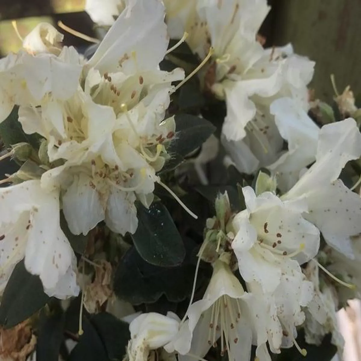 Rhododendron Golden WonderDwarf Rhododendron