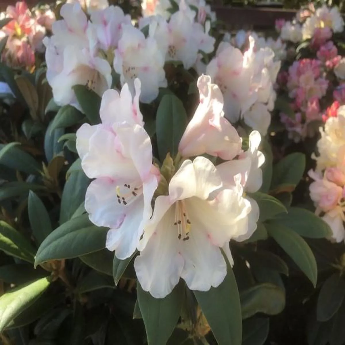 Rhododendron GrumpyEvergreen yakushimanum Rhododendron