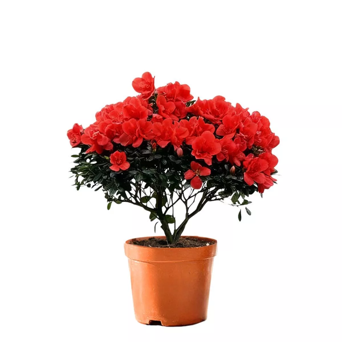 Rhododendron hybridum Hot – Red | Height 50cm
