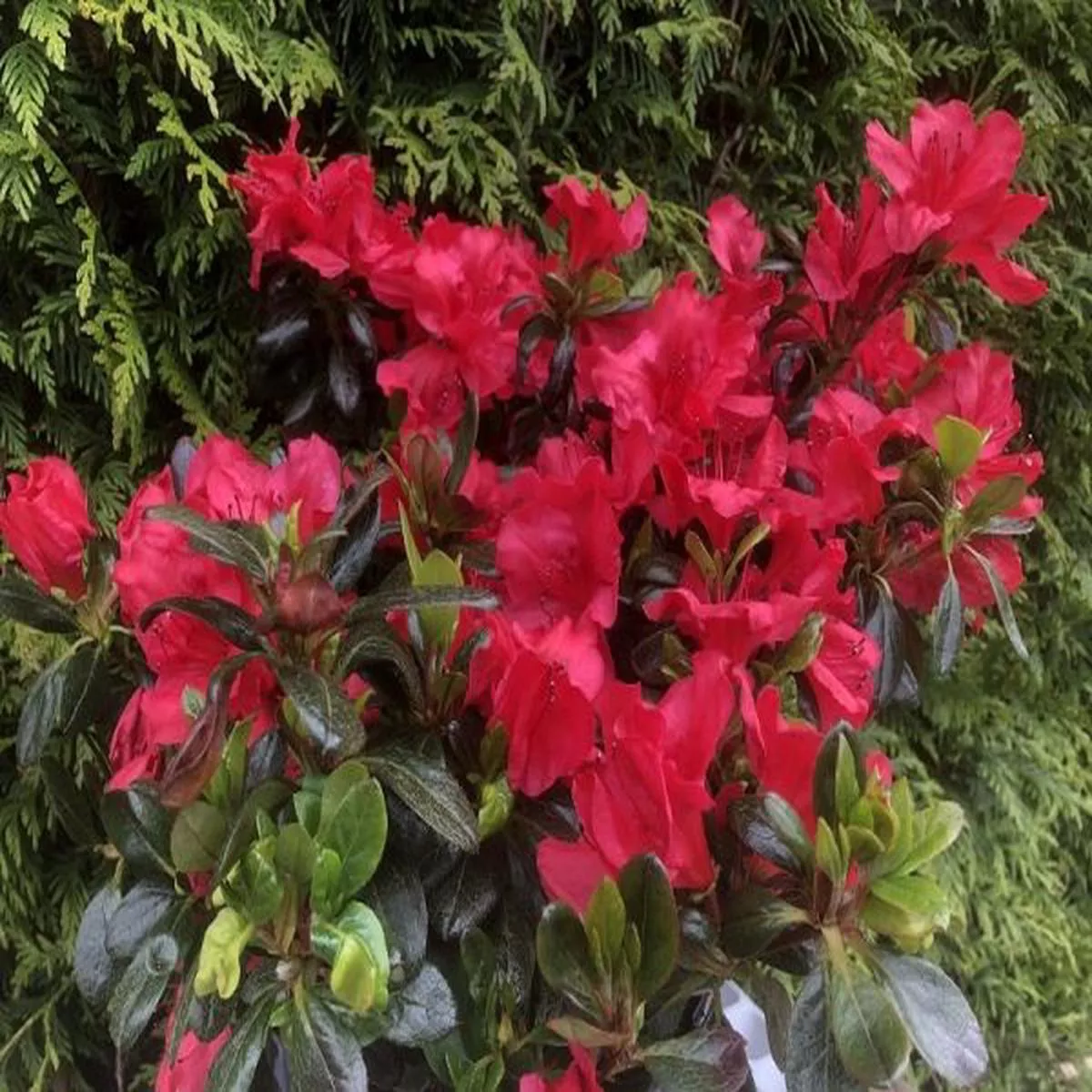 Rhododendron Johanna (5 Litre)Evergreen Japanese Azaleas