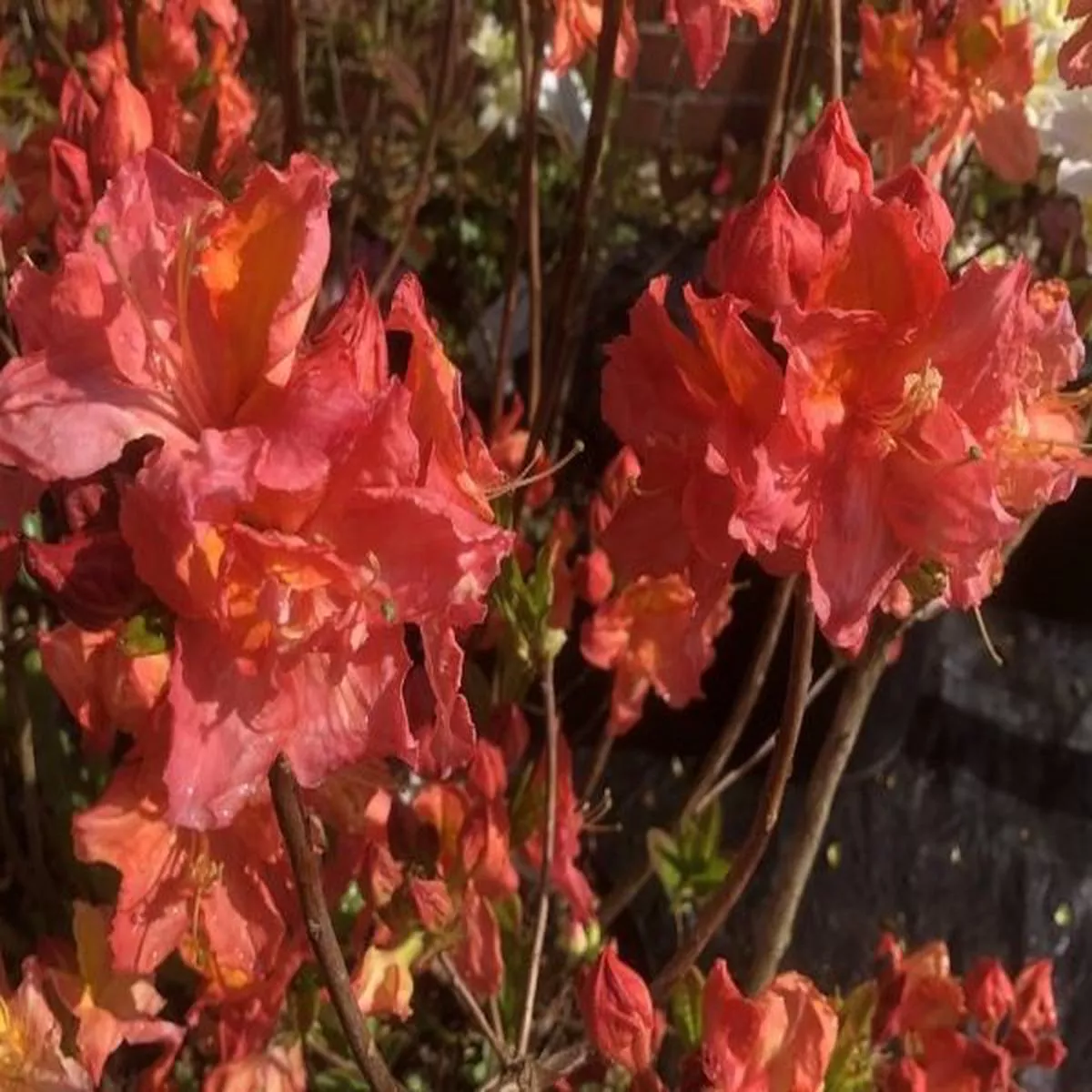 Rhododendron Juanita (3 Litre)Deciduous Azalea