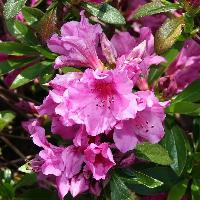 Rhododendron 'Karen'- Karen Azalea