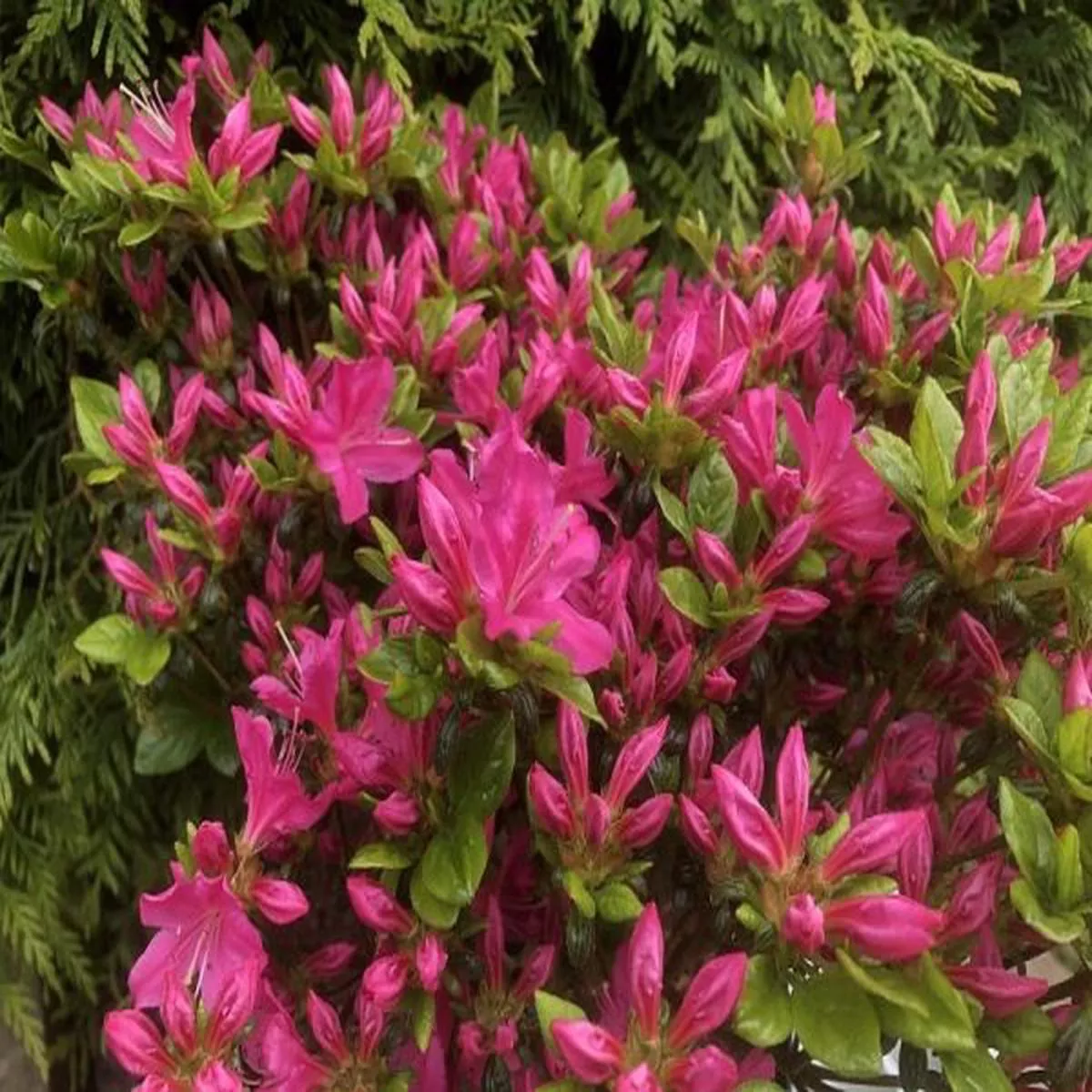 Rhododendron kermesina(5 Litre)Evergreen Japanese Azaleas