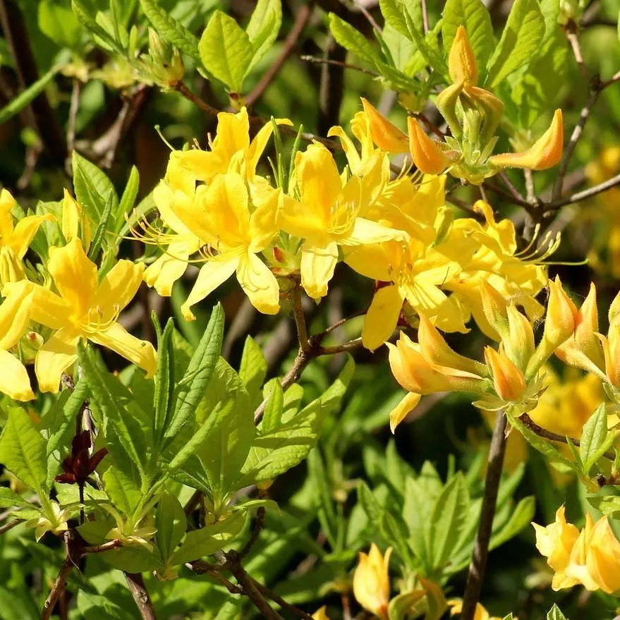 Rhododendron 'Lemon Lights'- Lemon Lights Native Azalea