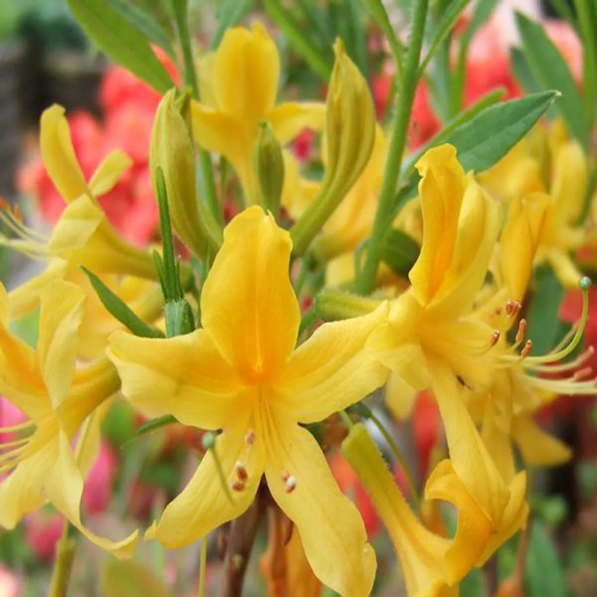 Rhododendron luteum (formerly Rhododendron pontica)Deciduous Azalea