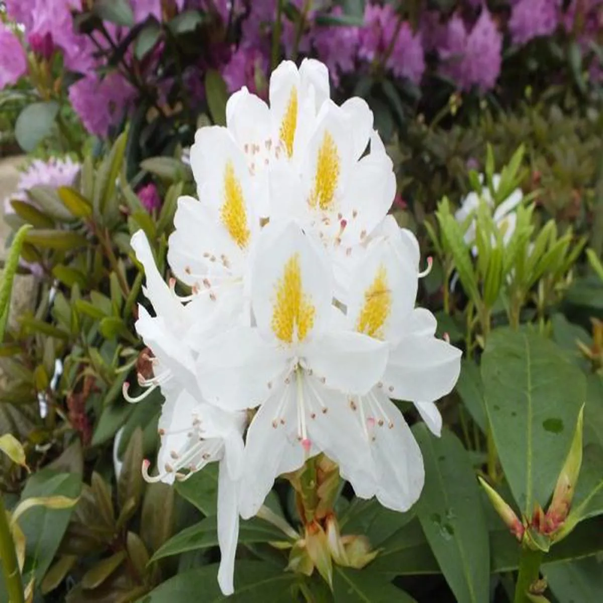 Rhododendron Madame MassonLarge Flowered Evergreen Hybrids