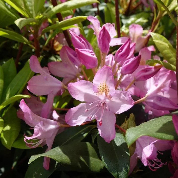 Rhododendron maximum 'Independence'- Independence Rosebay Rhododendron