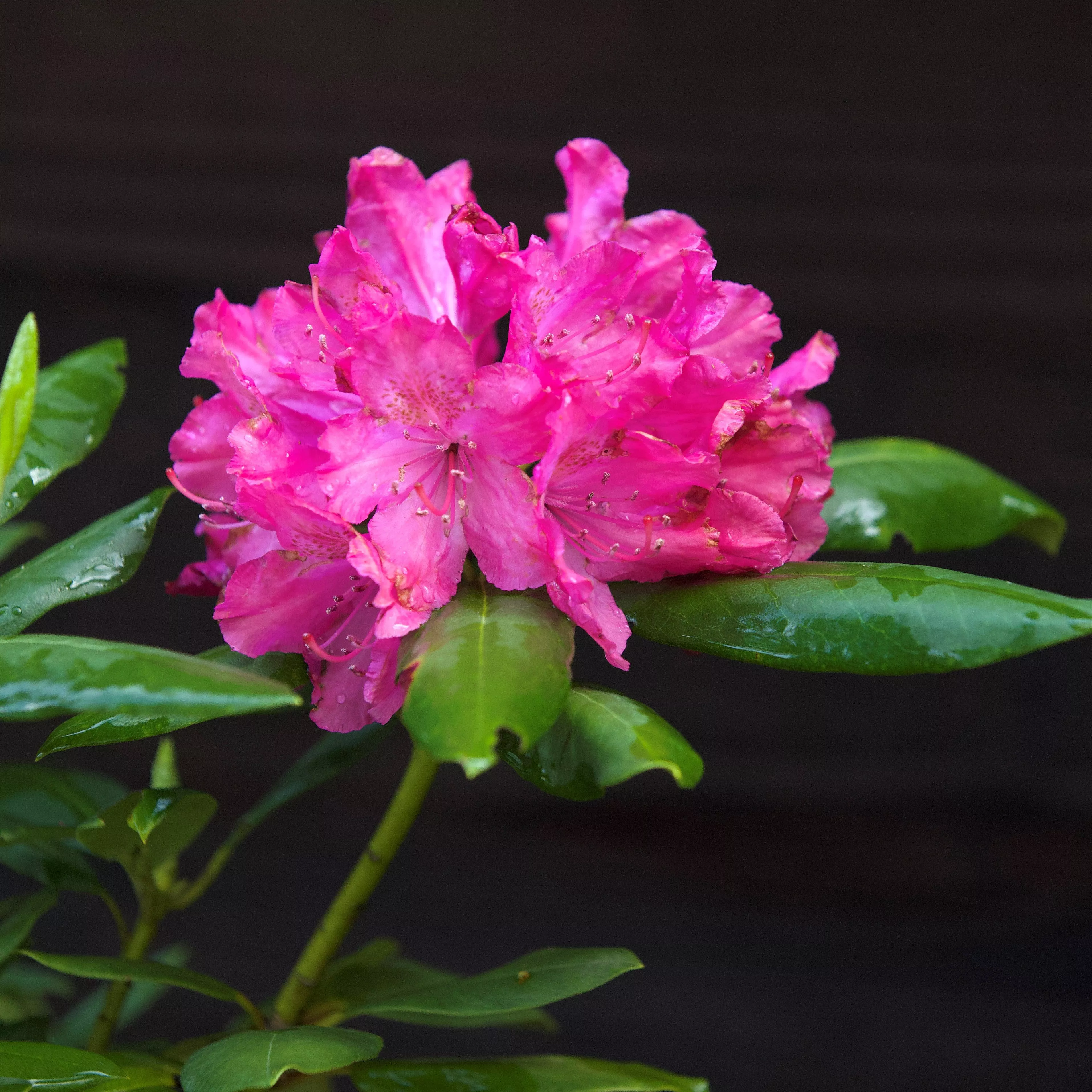 Rhododendron maximum 'Roseum'- Pink Rosebay Rhododendron