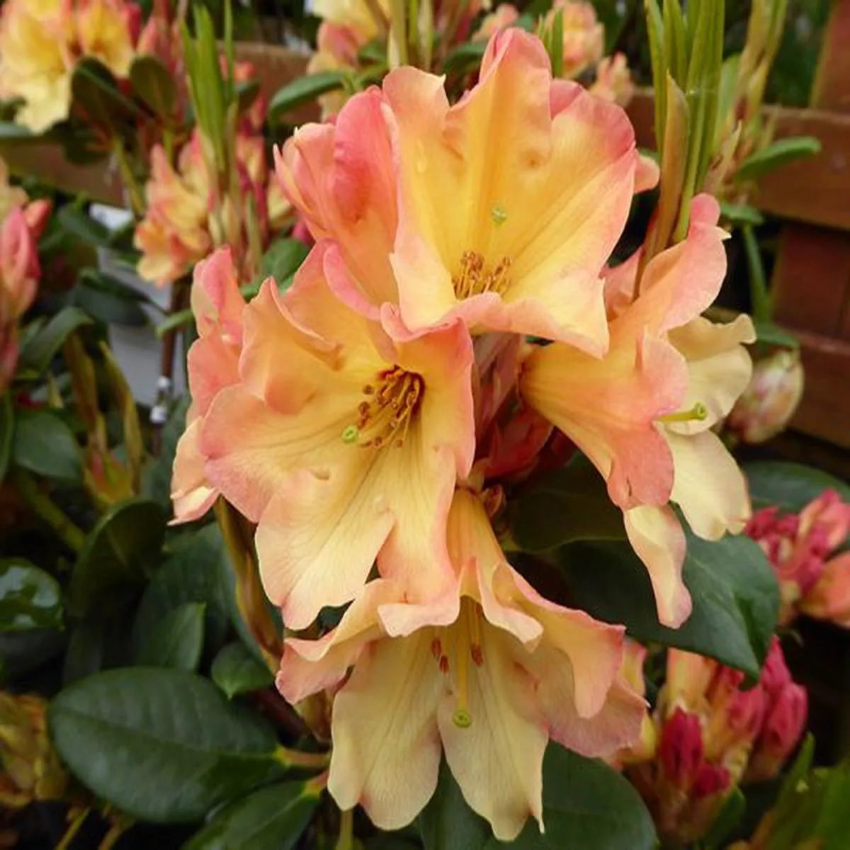 Rhododendron Nancy EvansLarge Flowered Evergreen Hybrids