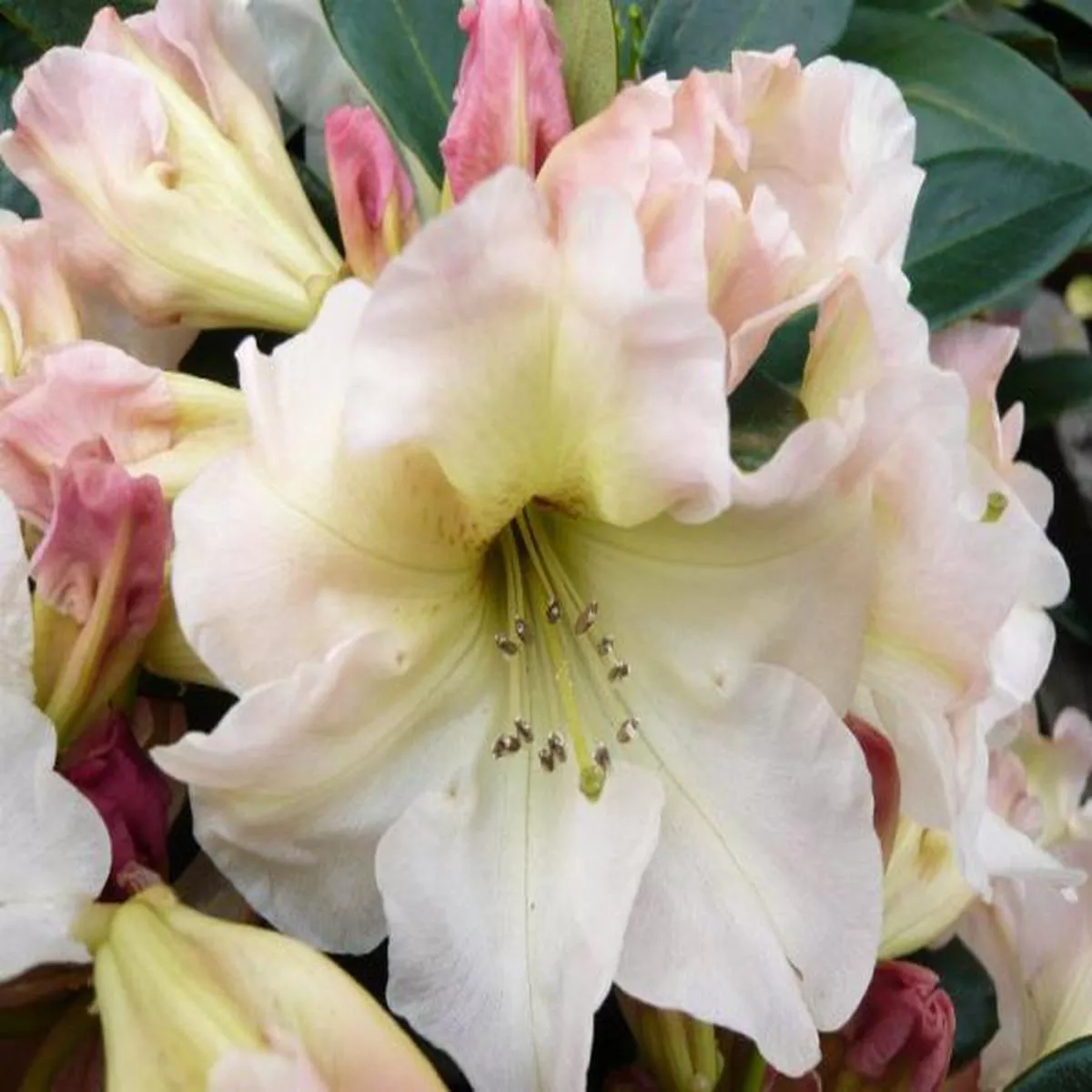 Rhododendron Odee WrightLarge Flowered Evergreen Hybrids