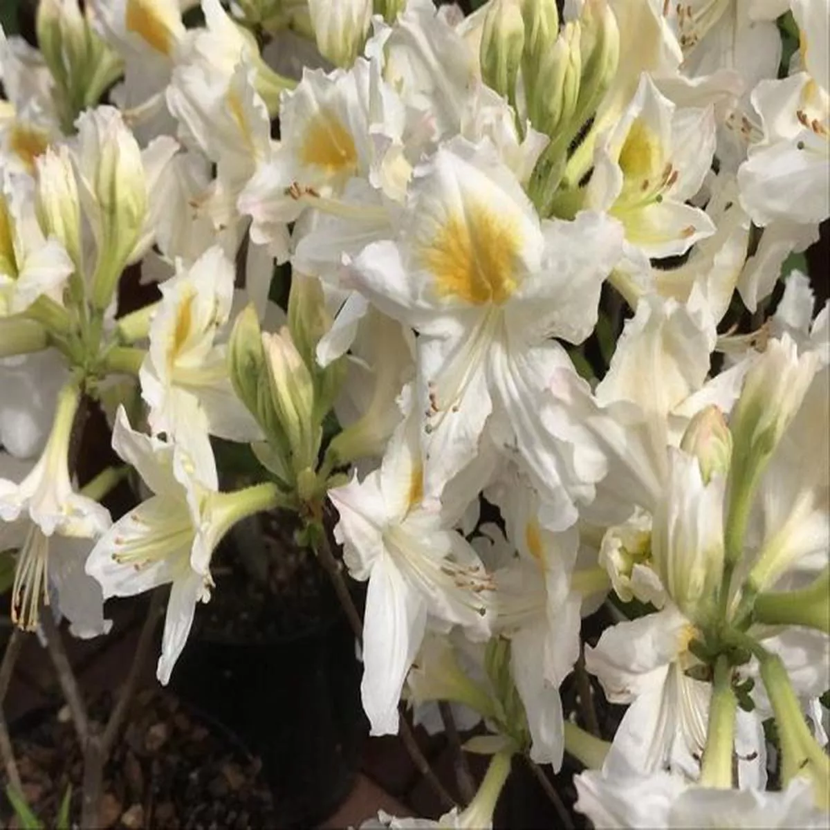 Rhododendron PersilDeciduous Azalea