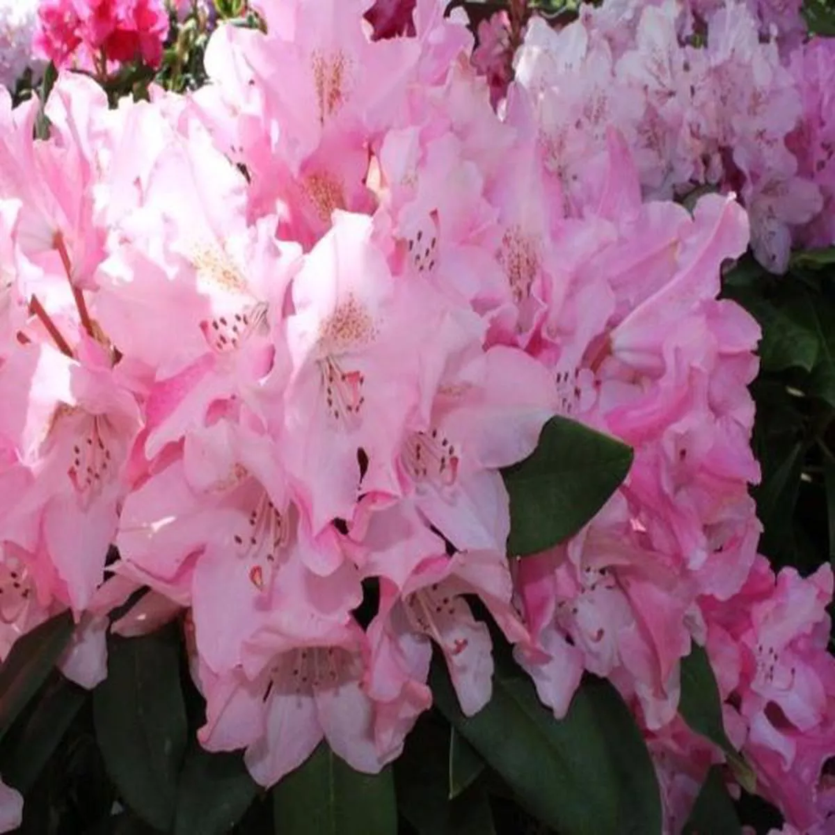 Rhododendron Pink CherubEvergreen yakushimanum Rhododendron