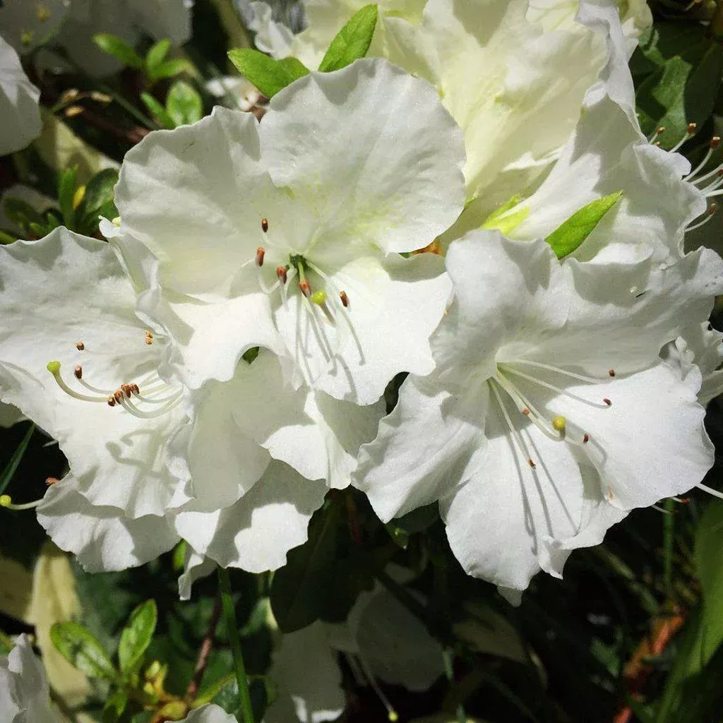 Rhododendron 'Pleasant White'- Pleasant White Azalea