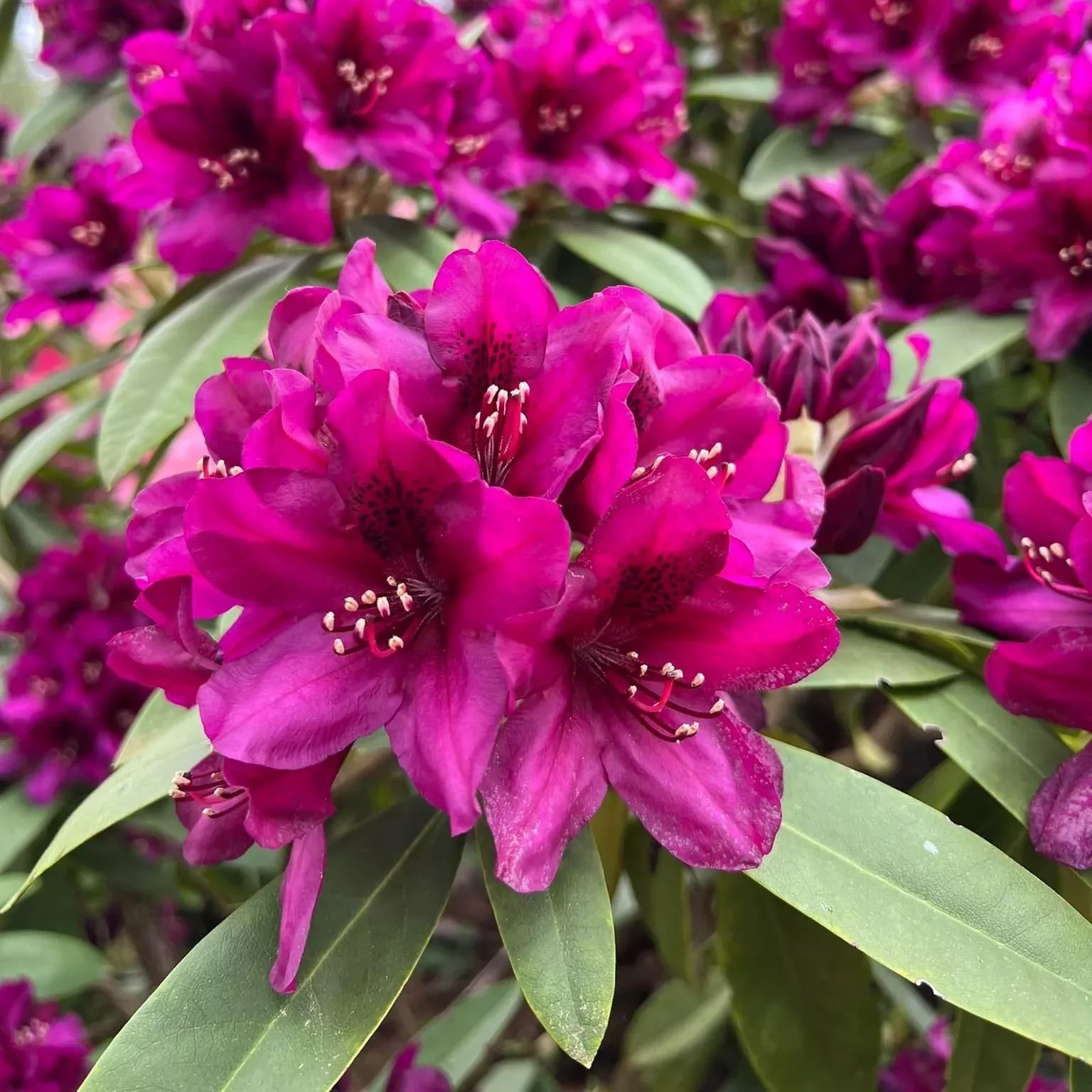 Rhododendron 'Polarnacht'- Polarnacht Rhododendron