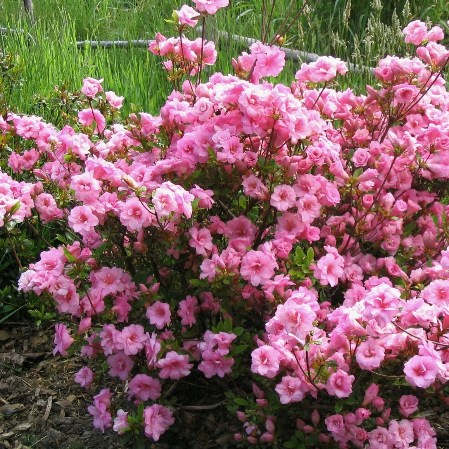 Rhododendron 'RLH2-4P1-5'- Bloomin' Easy Ever After™ Blush Azalea
