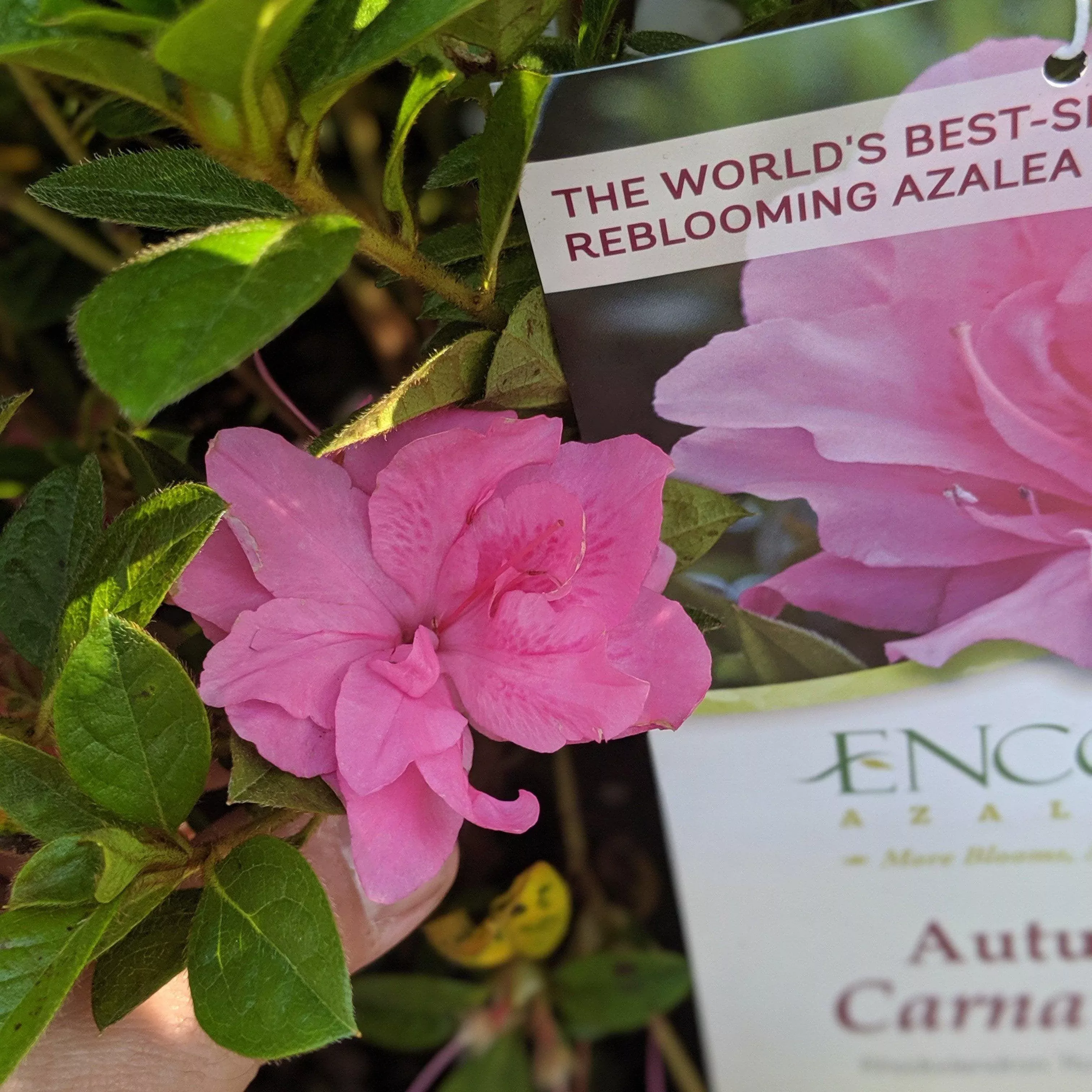 Rhododendron ‘Roblec’- Encore Autumn Carnation™ Azalea