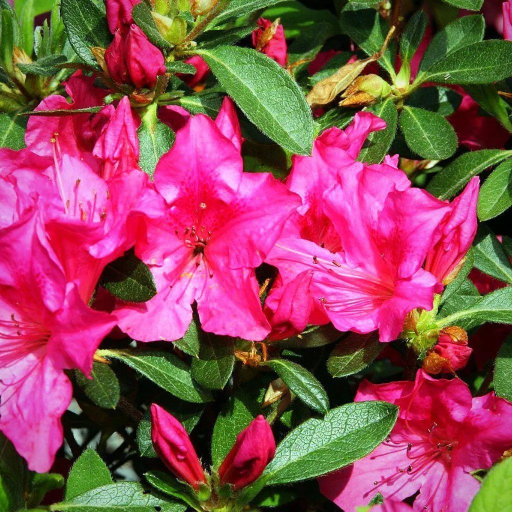 Rhododendron ‘Roblee’- Encore Autumn Sangria™ Azalea