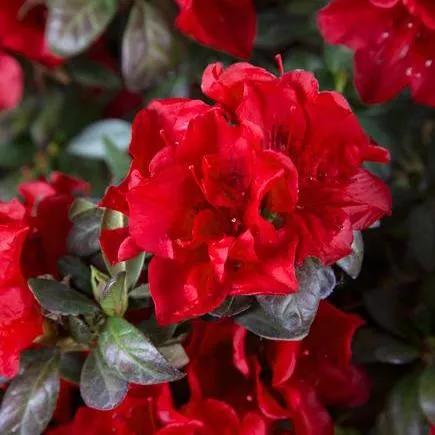 Rhododendron ‘Roblez’- Encore Autumn Fire™ Azalea
