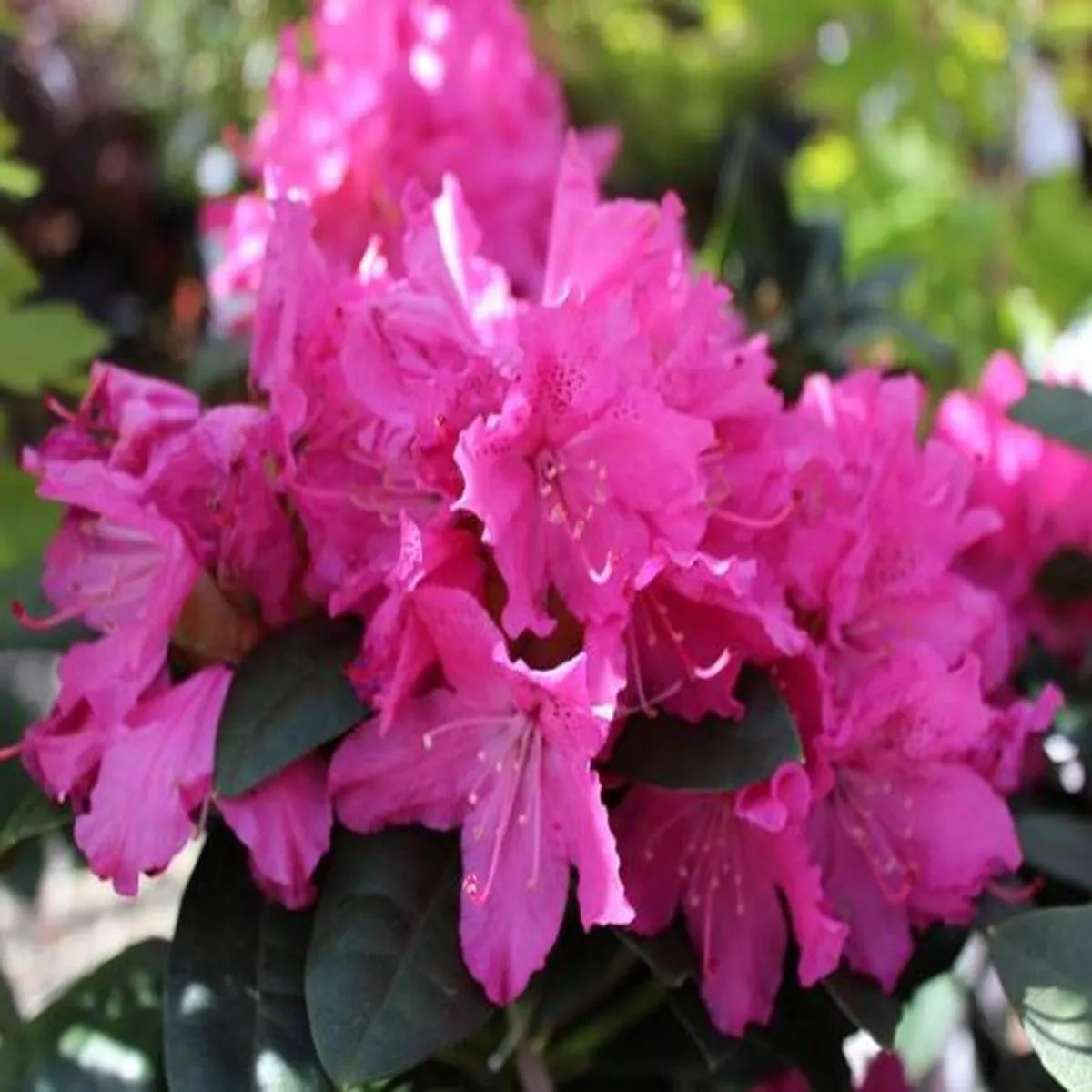 Rhododendron RocketLarge Flowered Evergreen Hybrids