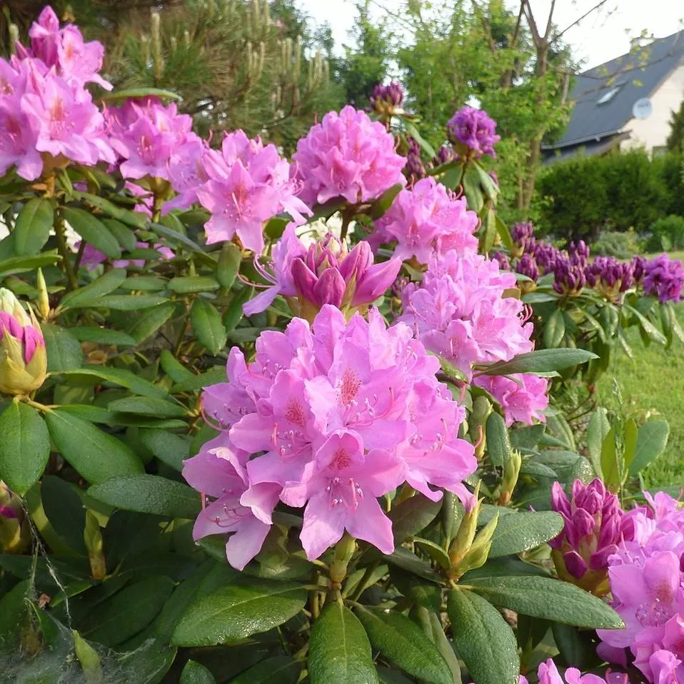 Rhododendron 'Roseum Elegans'- Roseum Elegans Rhododendron