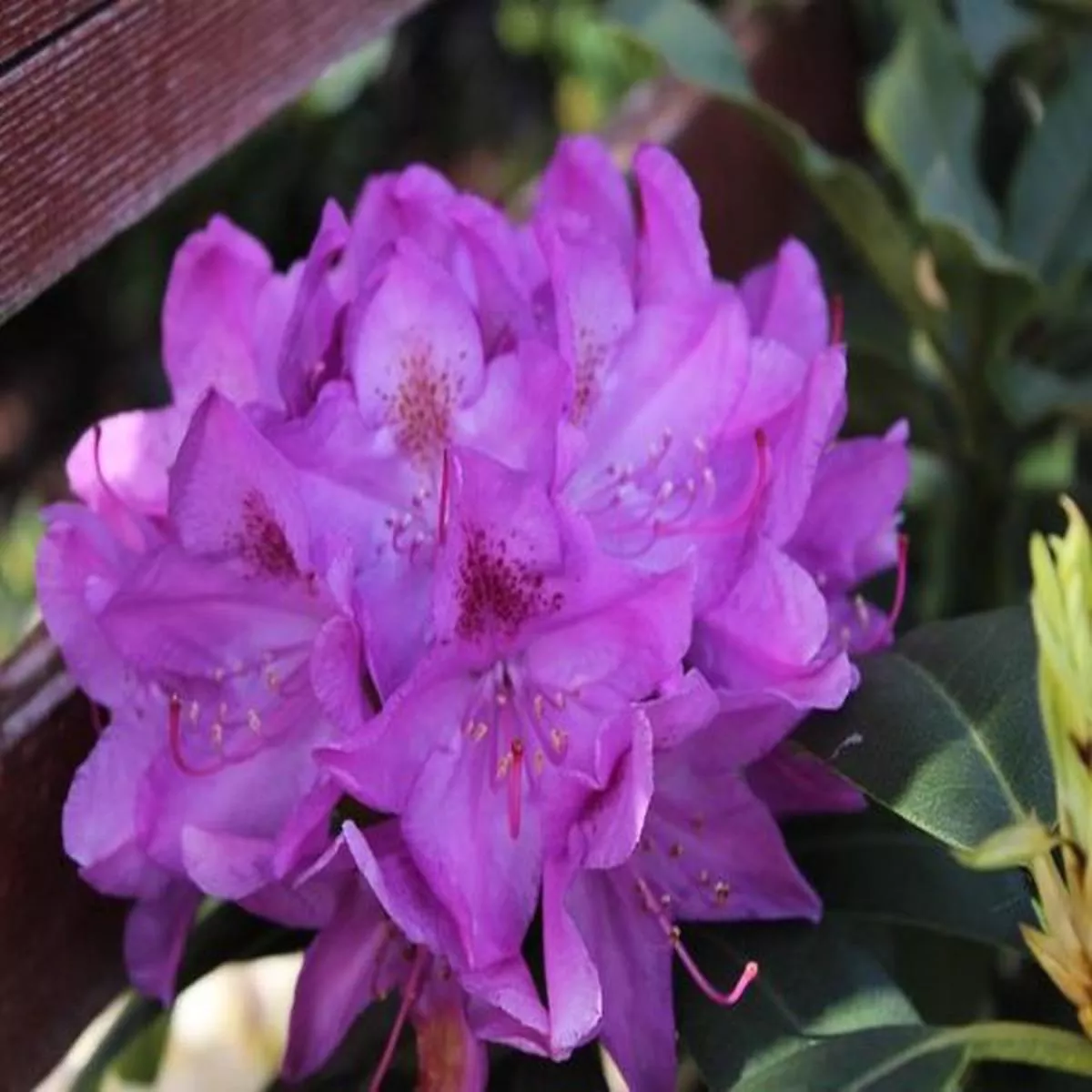 Rhododendron Roseum ElegansLarge Flowered Evergreen Hybrids