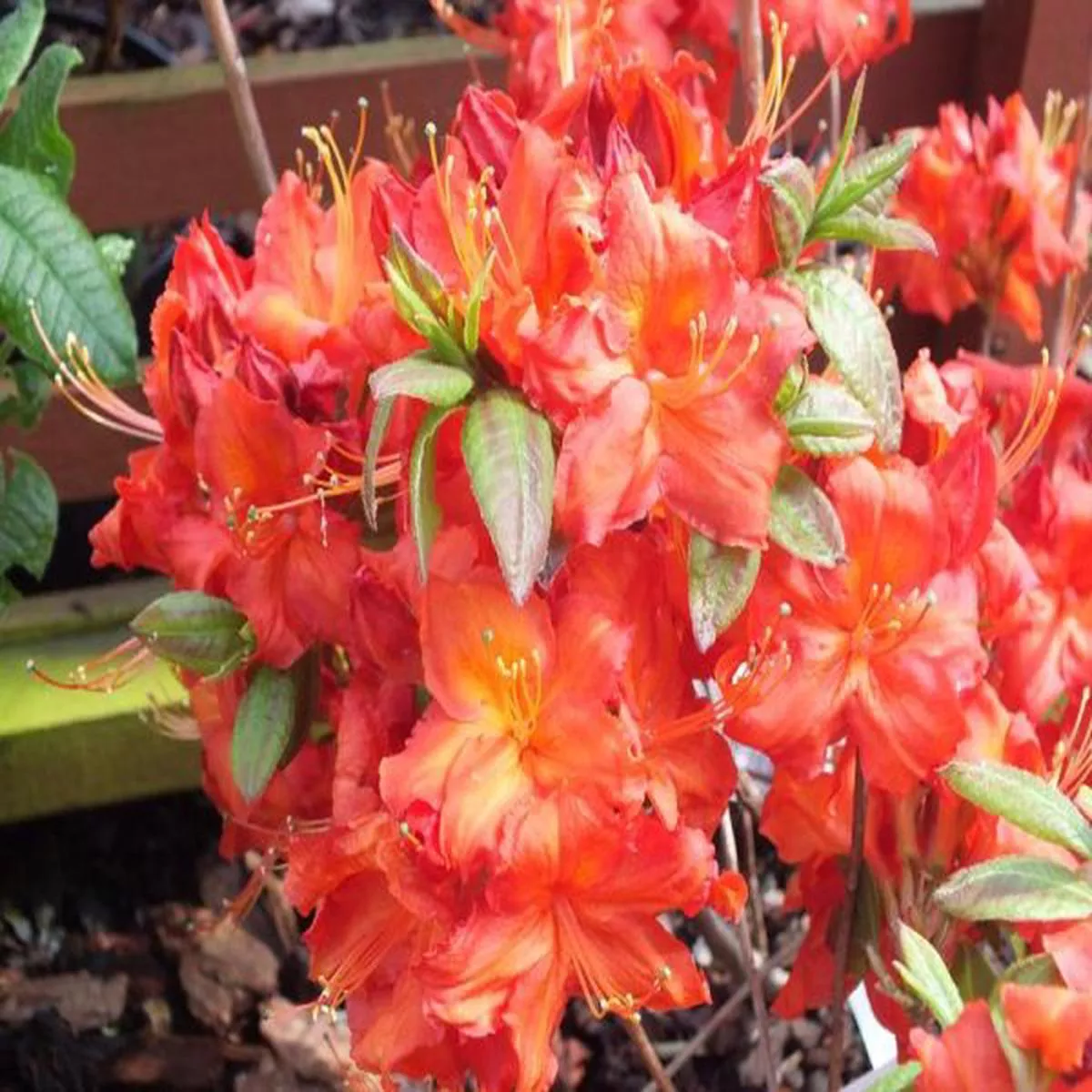 Rhododendron Royal CommandDeciduous Azalea