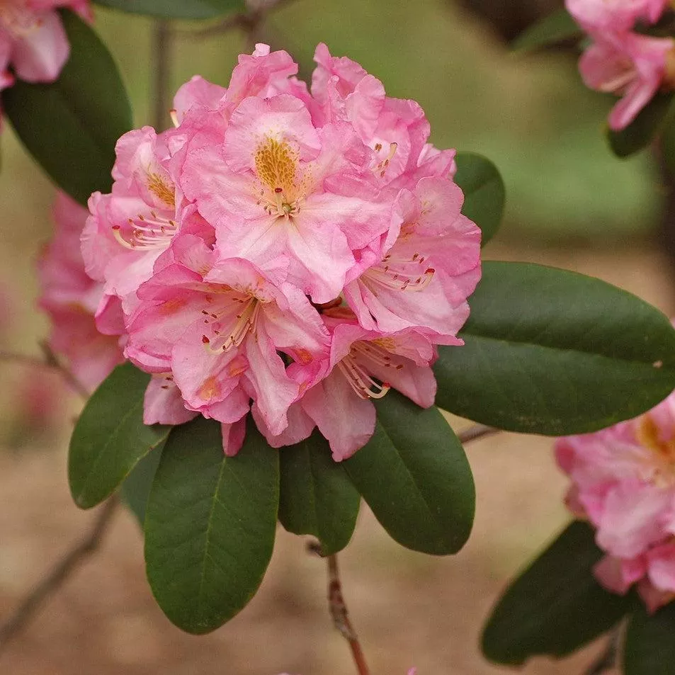 Rhododendron 'Scintillation'- Scintillation Rhododendron